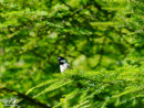 Coal Tit - Sikorka Sosnówka